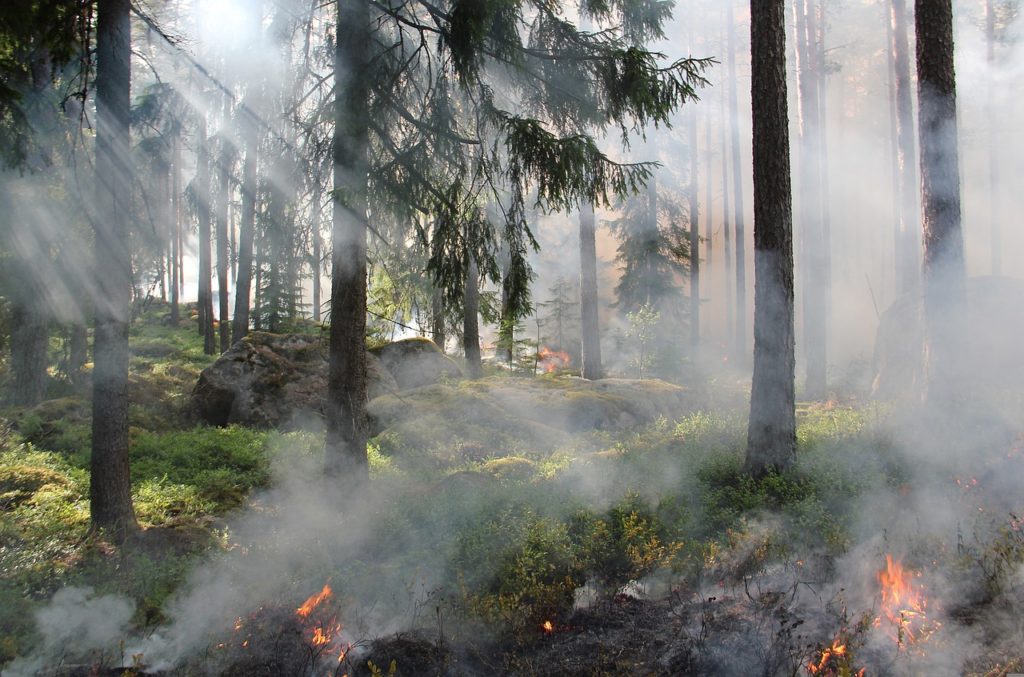 the ugly swamp, nature reserve, burning-433688.jpg