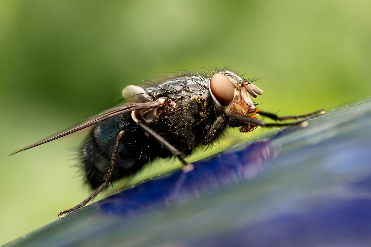 Why Do Flies Land On You Home Health Hazards